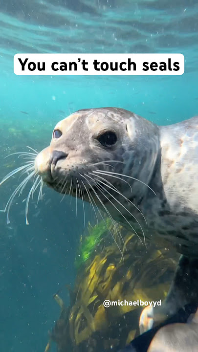 can i pet a seal