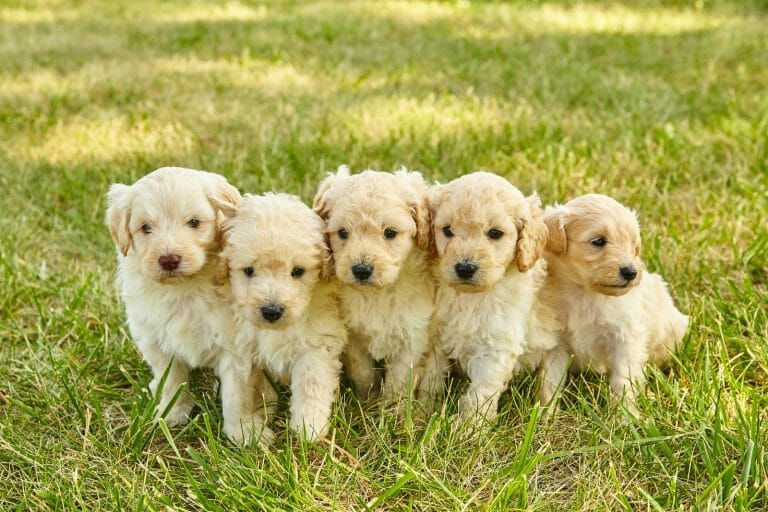 puppies classified