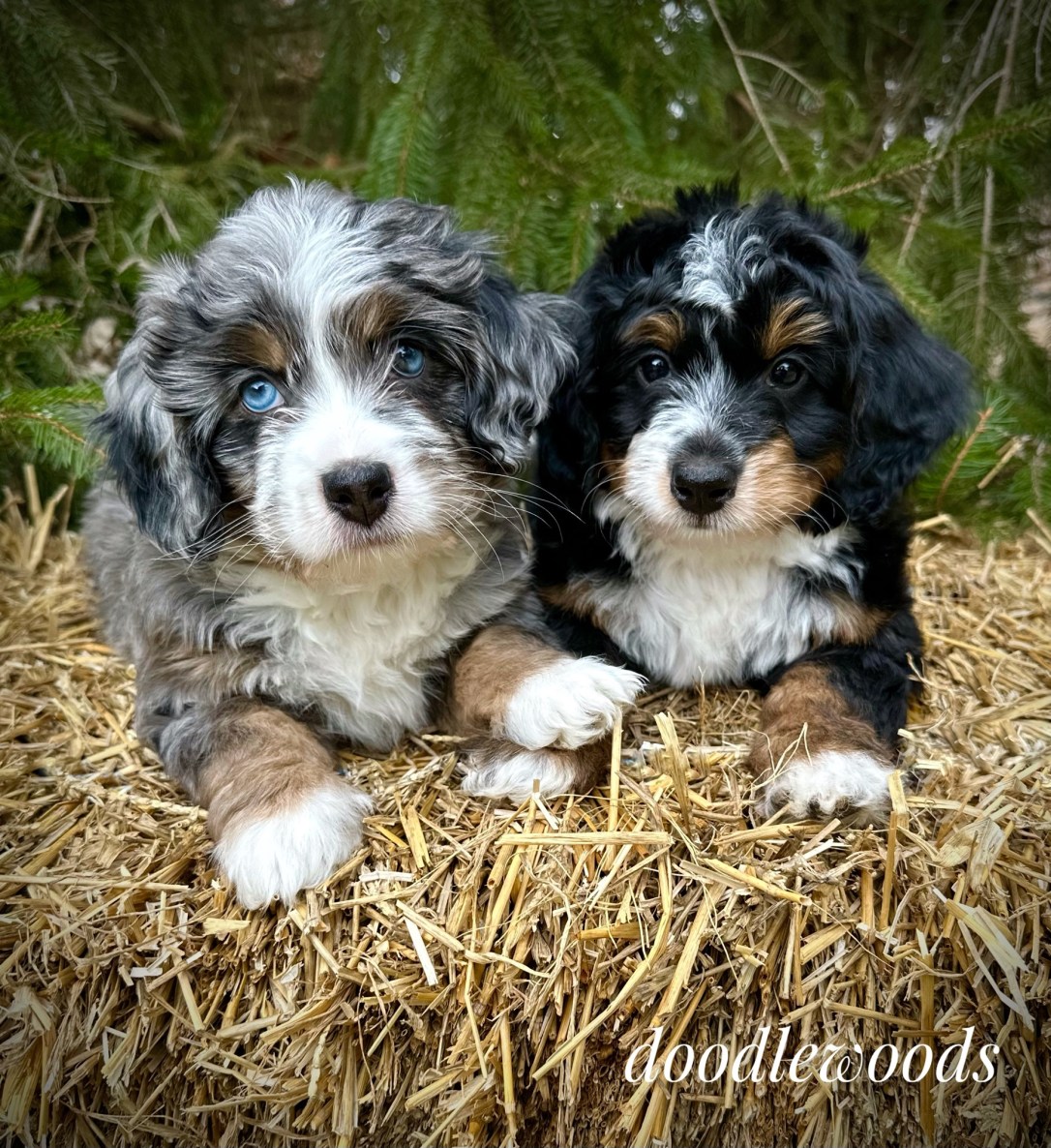 bernedoodle breeders michigan