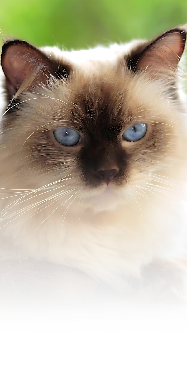 cats for sale in washington state