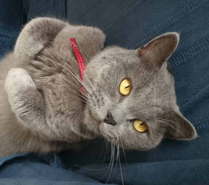 british shorthair michigan