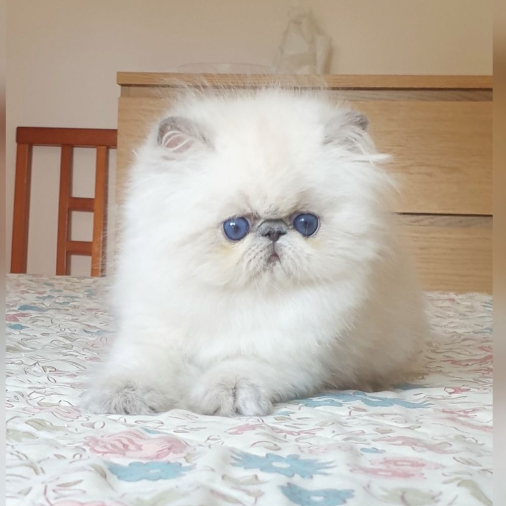 kittens for sale in illinois