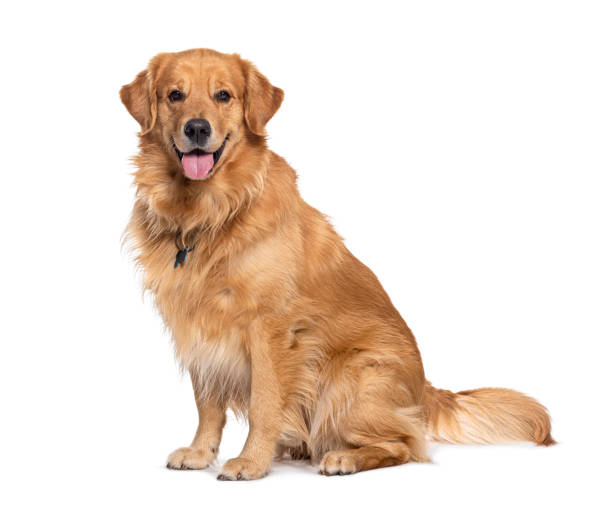 golden retriever cost india