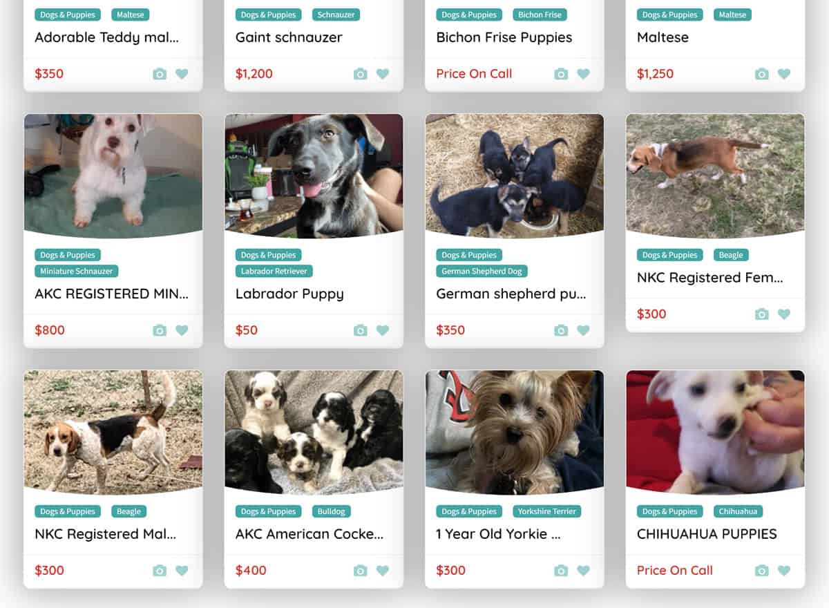 ebay classifieds dogs and puppies