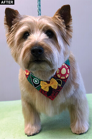 terrier grooming styles