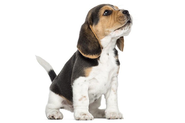 beagle puppies for sale in maine