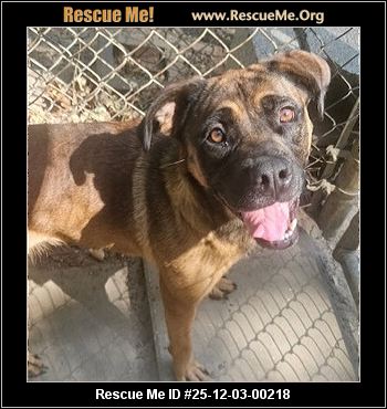 boxer rescue virginia