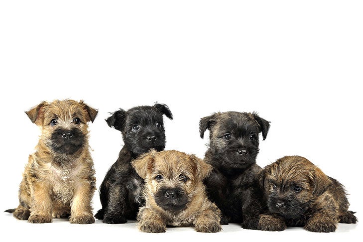buy terrier puppy