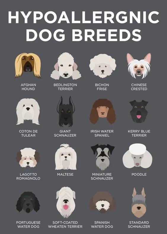 best hypoallergenic pets