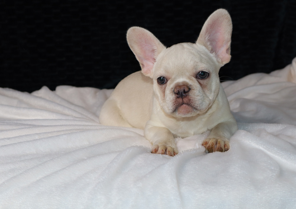 french bulldog puppies illinois
