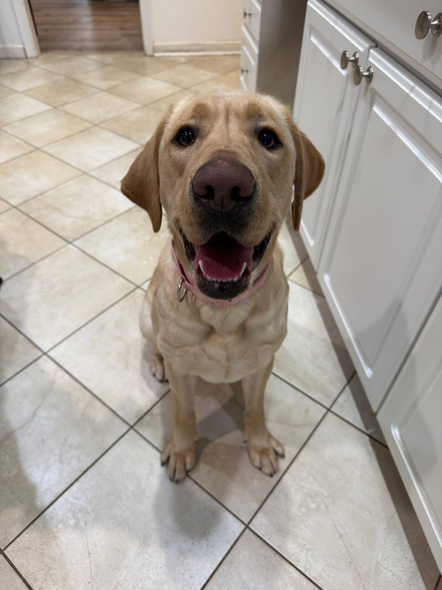 labrador adoption nj