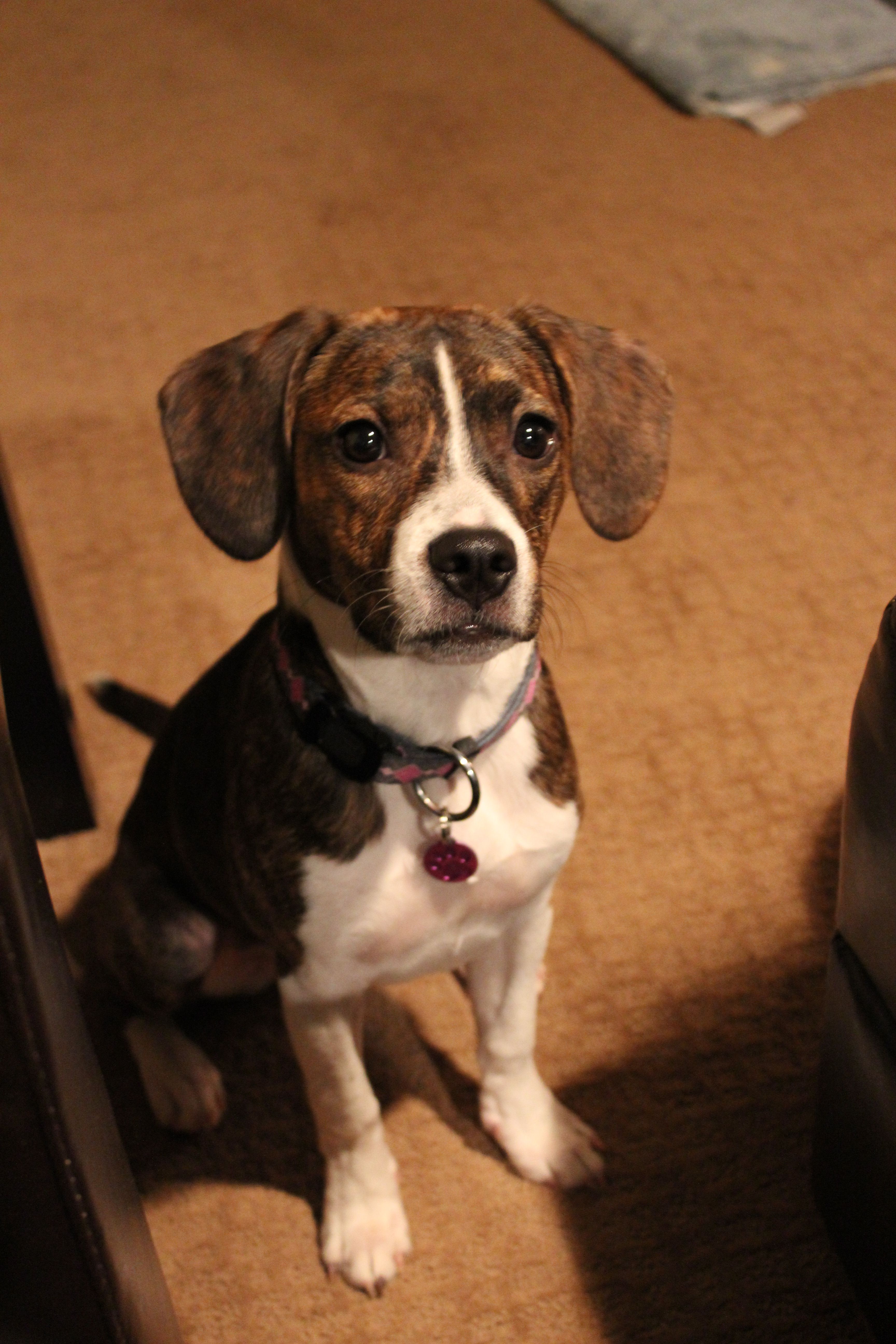 boston terrier mix with beagle