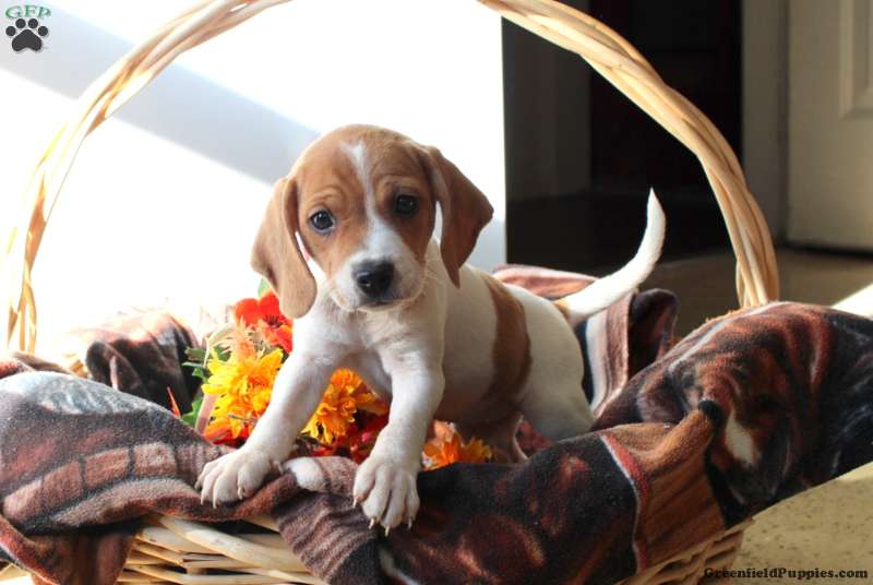 beagle mix breeds for sale