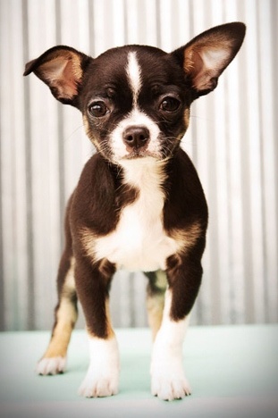 boston terrier and chihuahua mix for sale