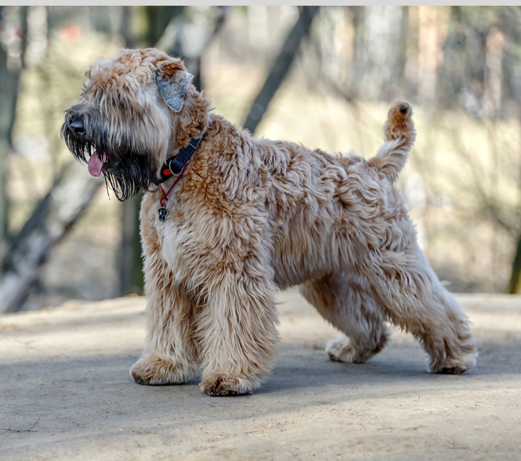 older wheaten terriers for sale