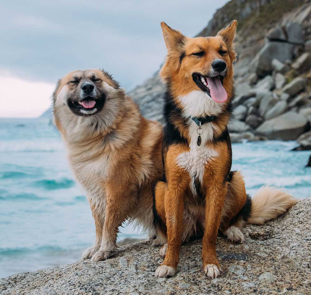 mutt puppies near me