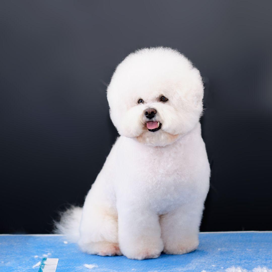 bichon dog images