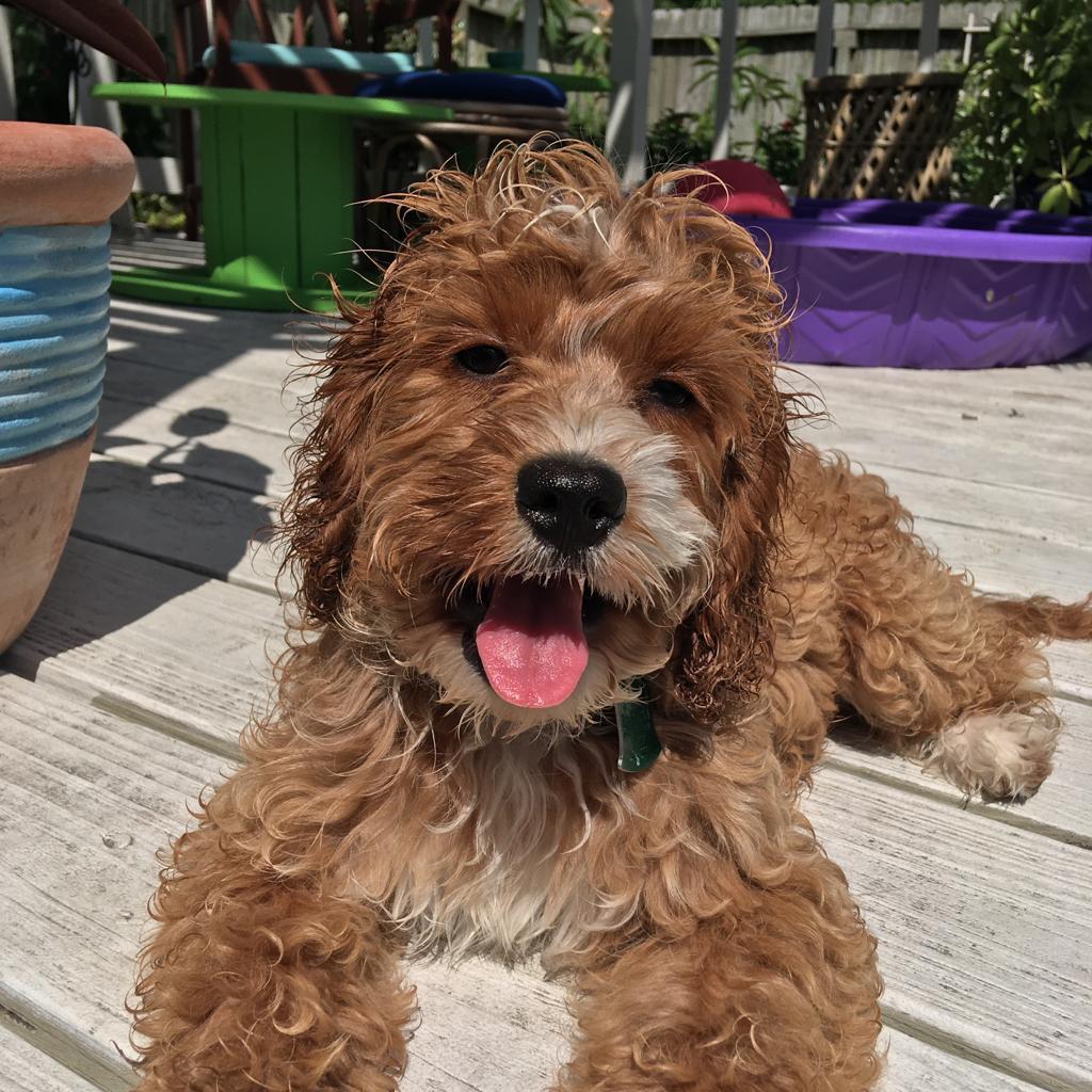 cockapoo breeders texas