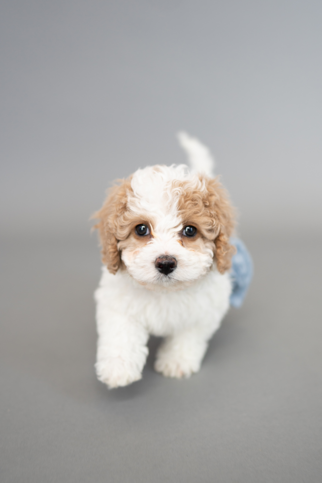 maltipoo puppies for sale florida