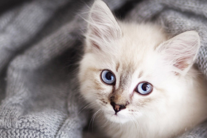 cat rescue group near me