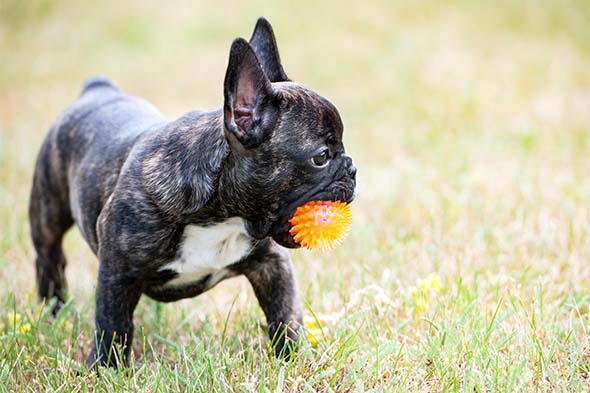 french bulldog puppies illinois