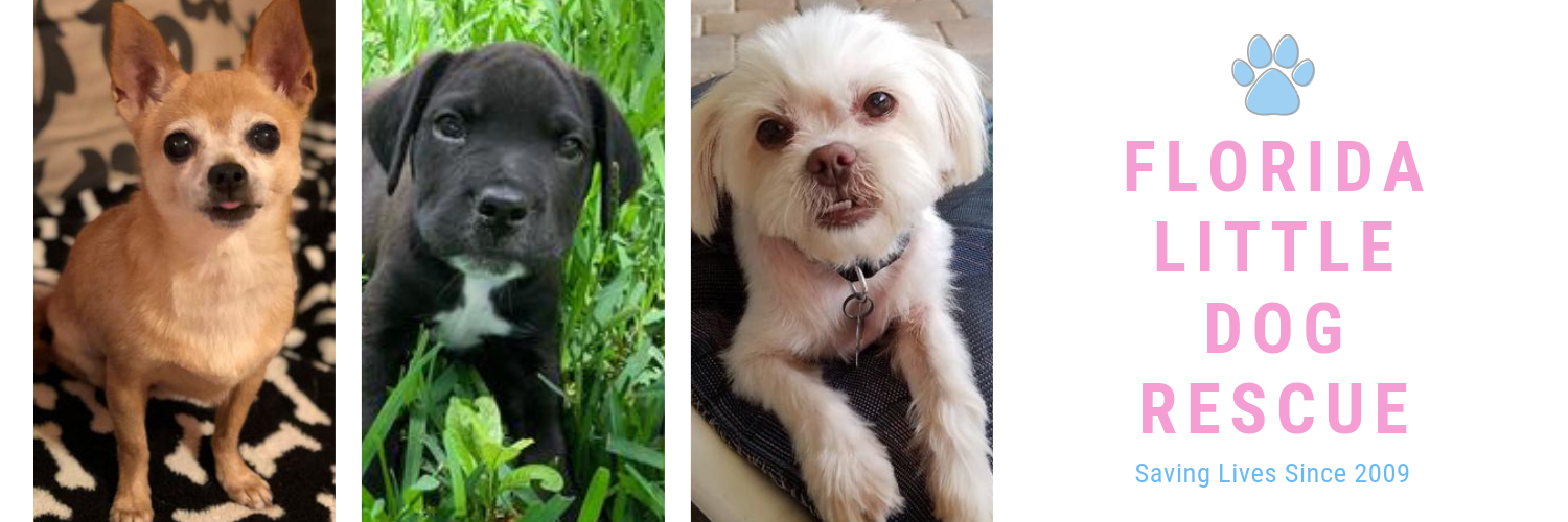 florida dog rescue small dogs