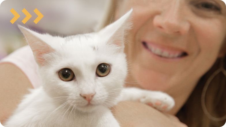 does petsmart sell cats