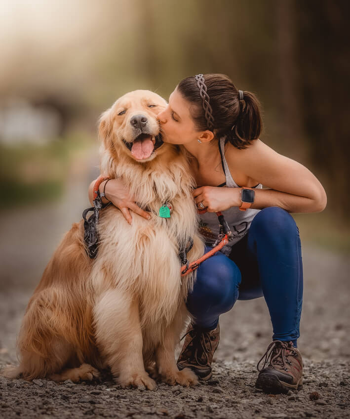 golden retriever for adoption florida