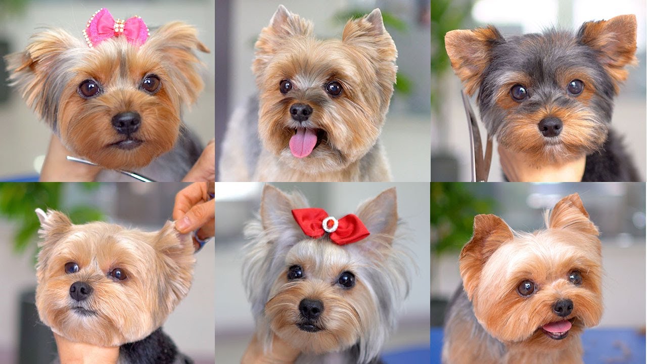 terrier grooming styles