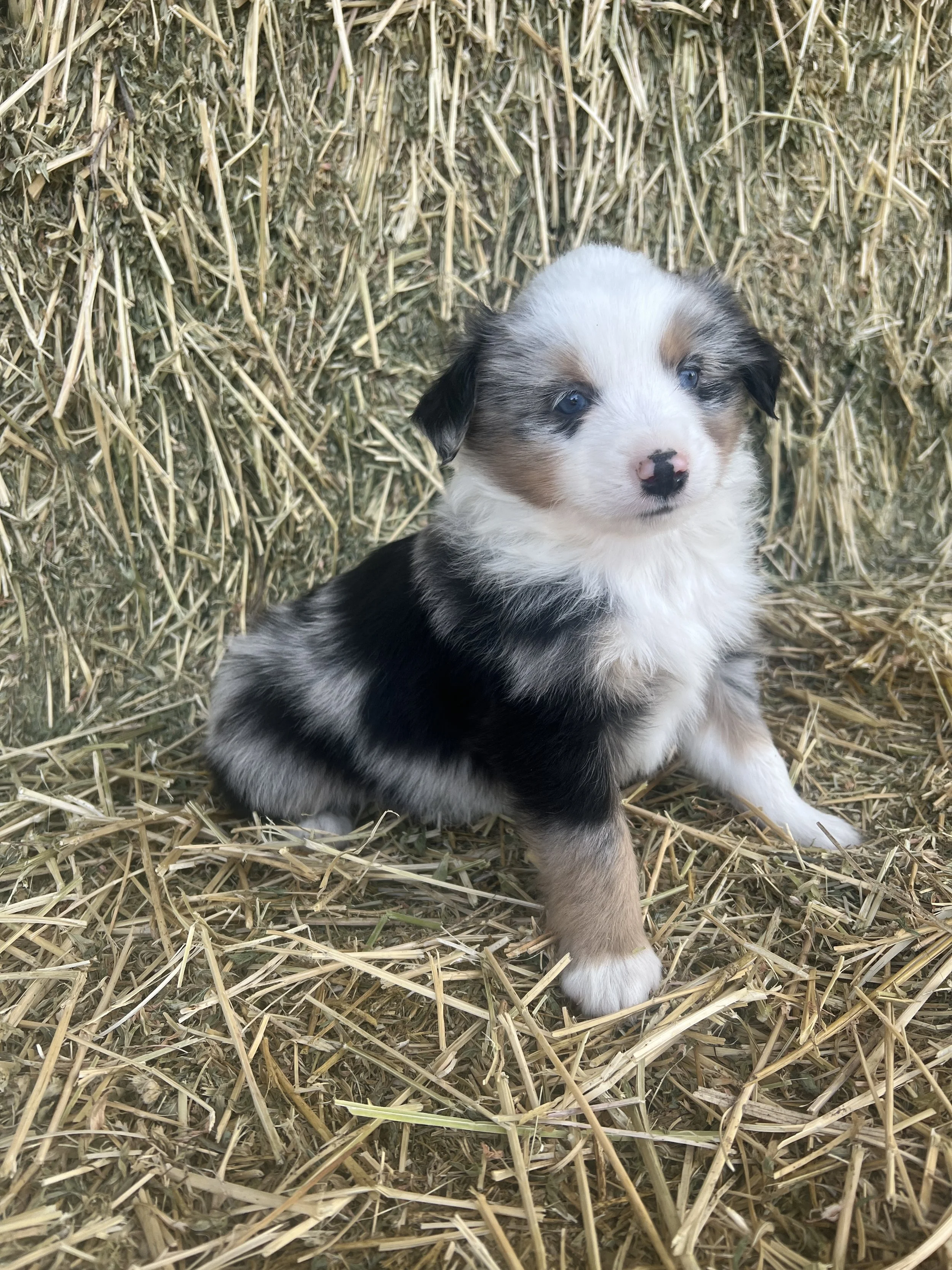 mini aussie puppies washington state