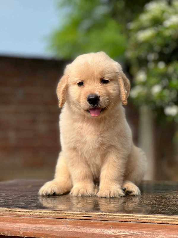 buy dogs india online