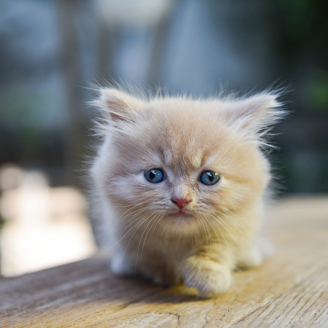 local kittens for sale