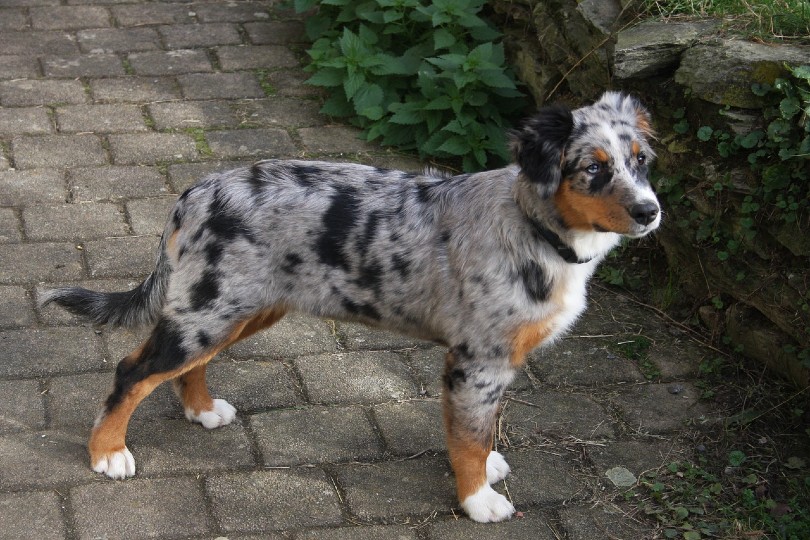 australian shepherd dog short hair