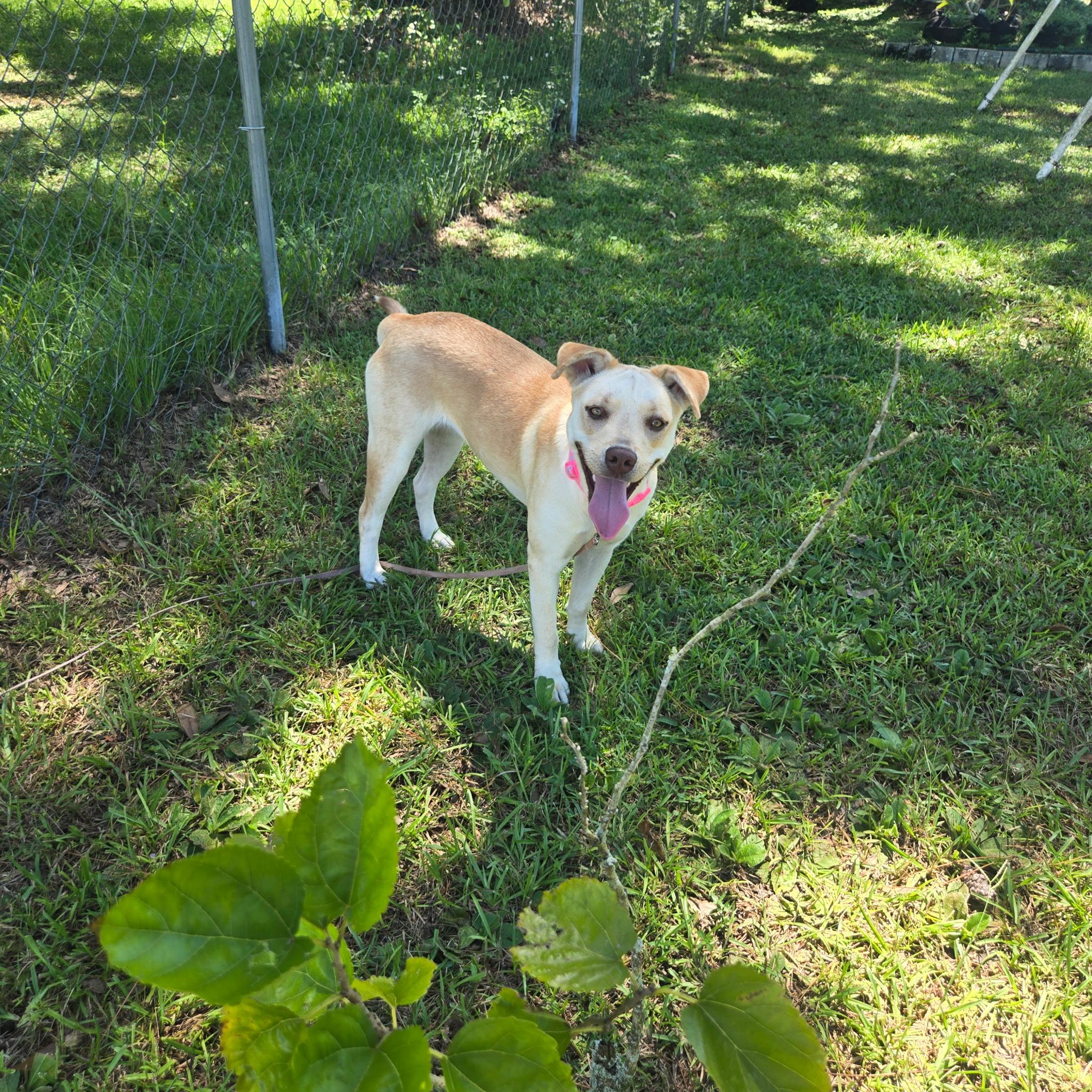 petfinder port st lucie