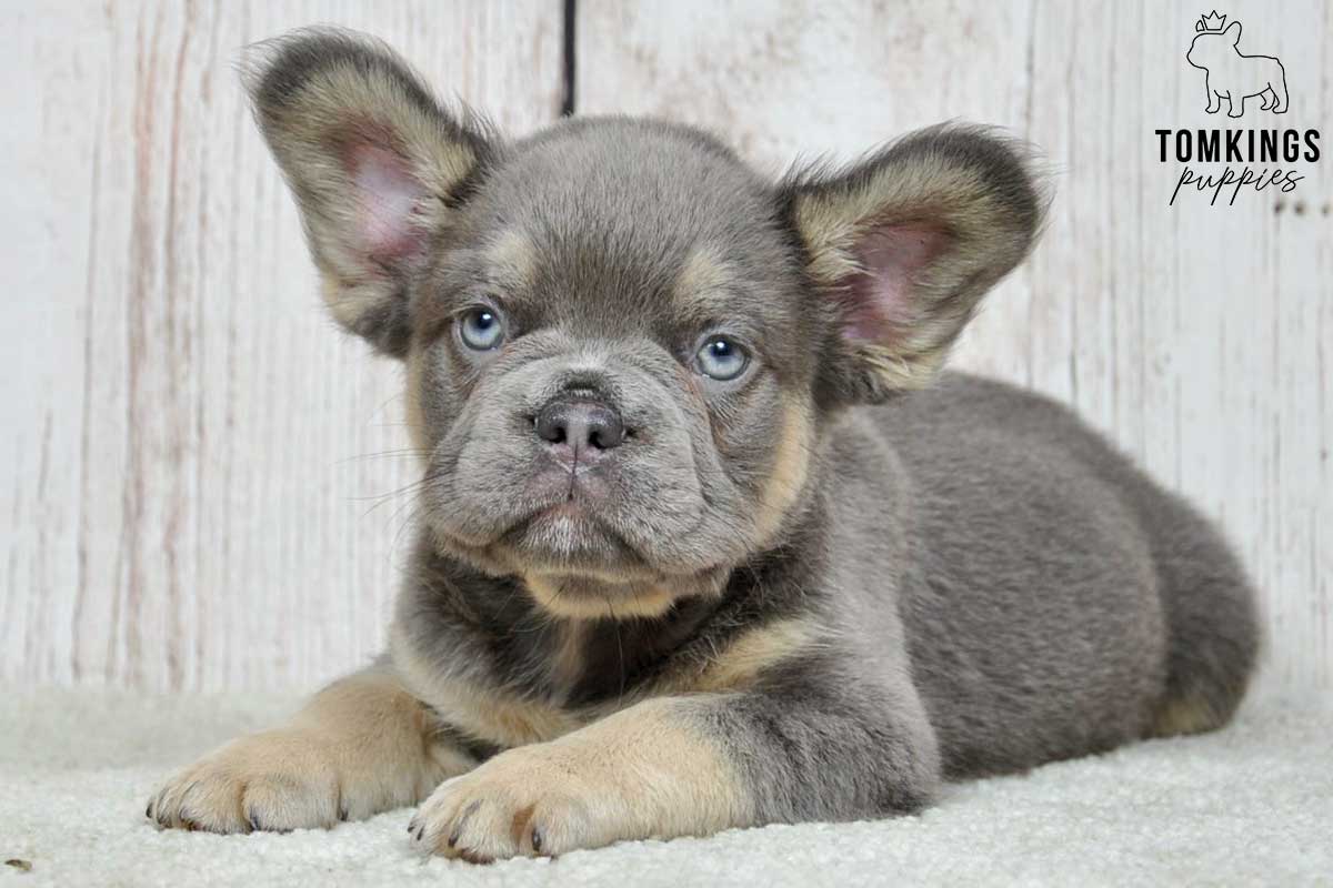 fluffy bulldog for sale