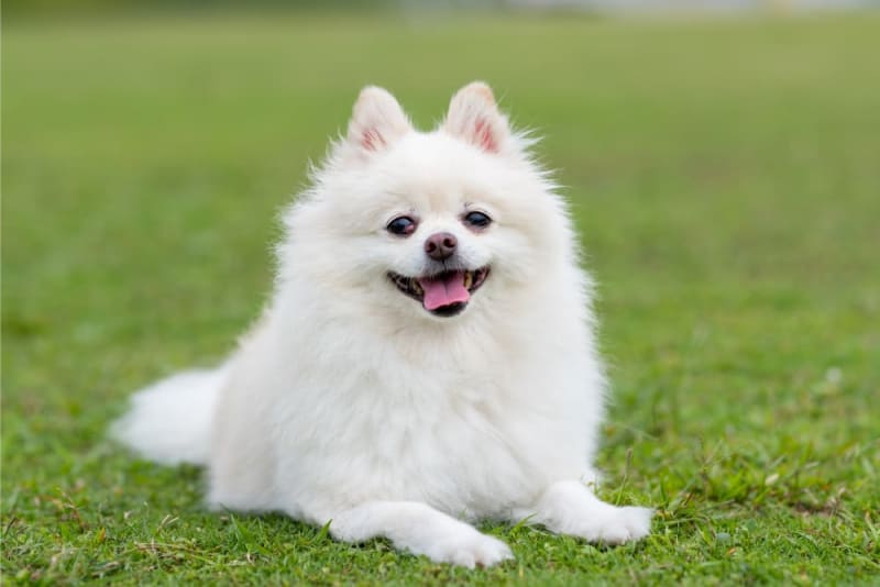 animal cute dog