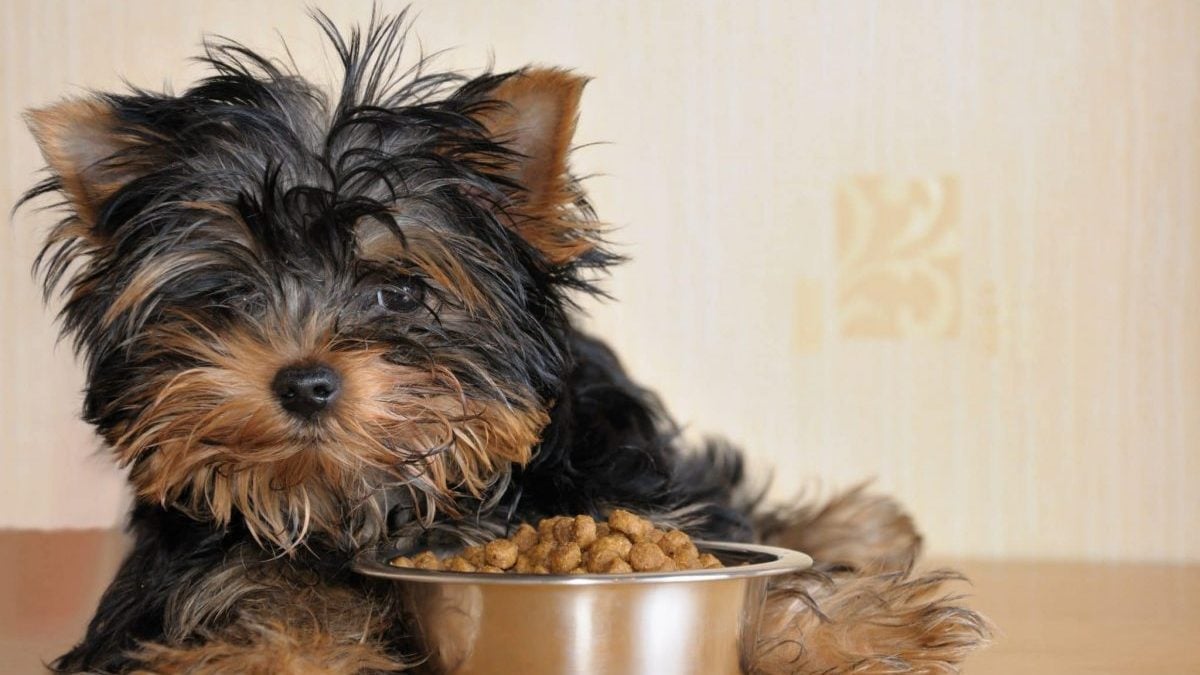 best food for yorkshire terrier