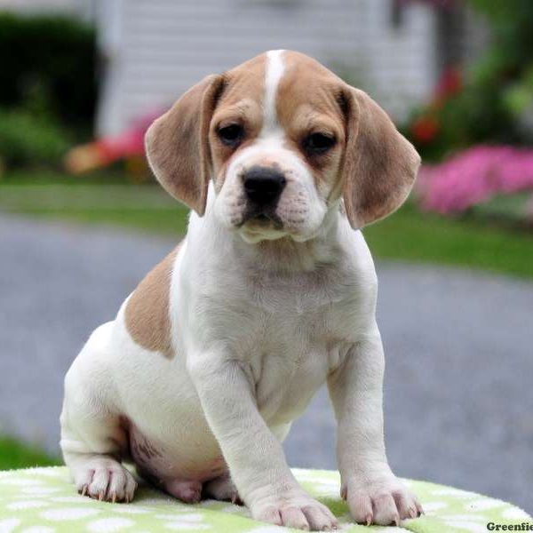 bulldog and beagle mix for sale