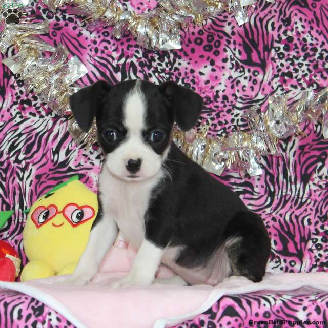 boston terrier and chihuahua mix for sale