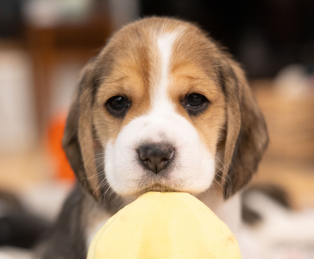 buy beagle puppy online