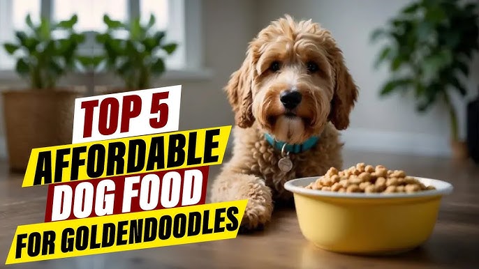 best food for a goldendoodle puppy