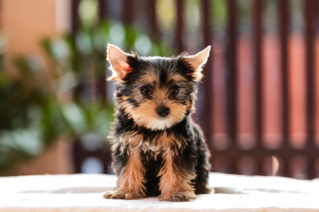 yorkshire terrier puppies for adoption near me