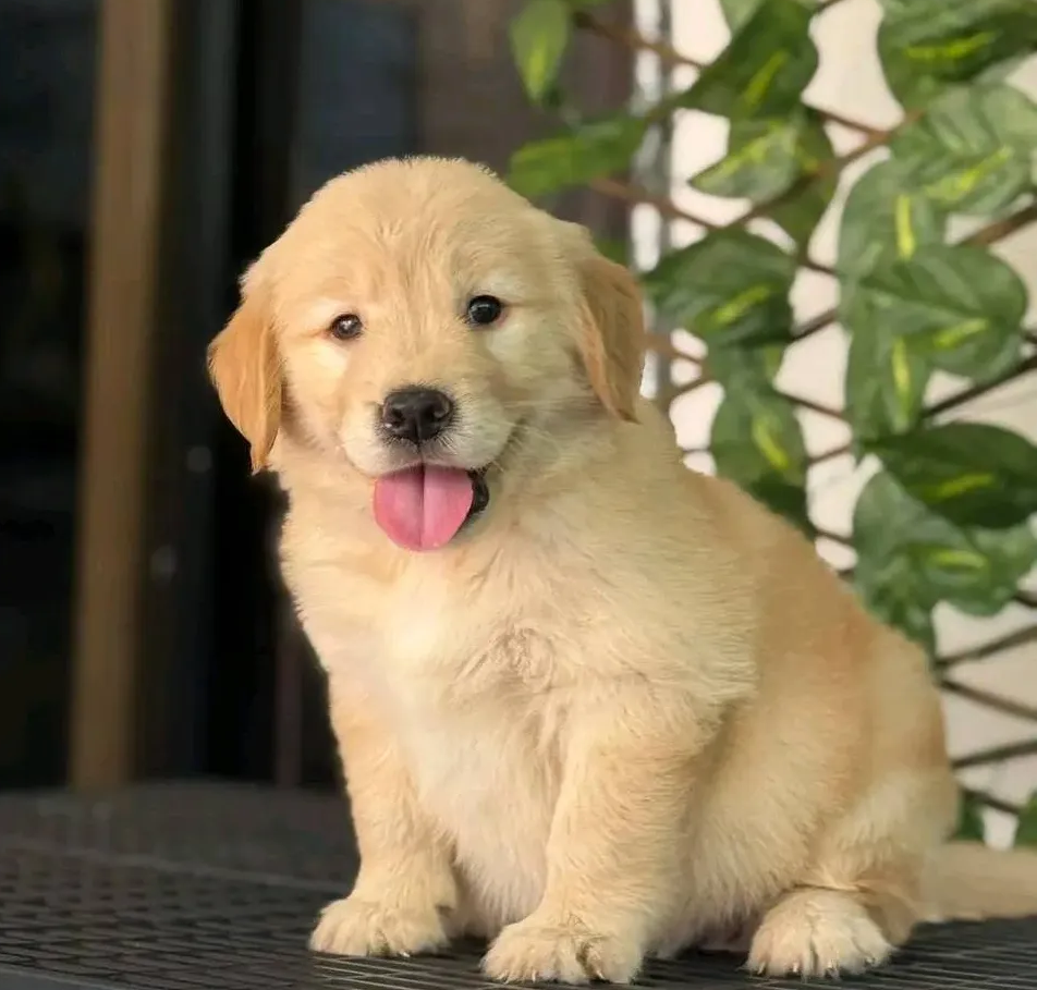golden retriever cost india