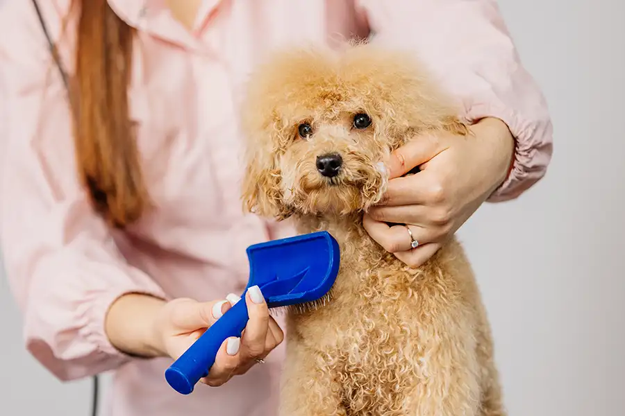 dog grooming springfield il