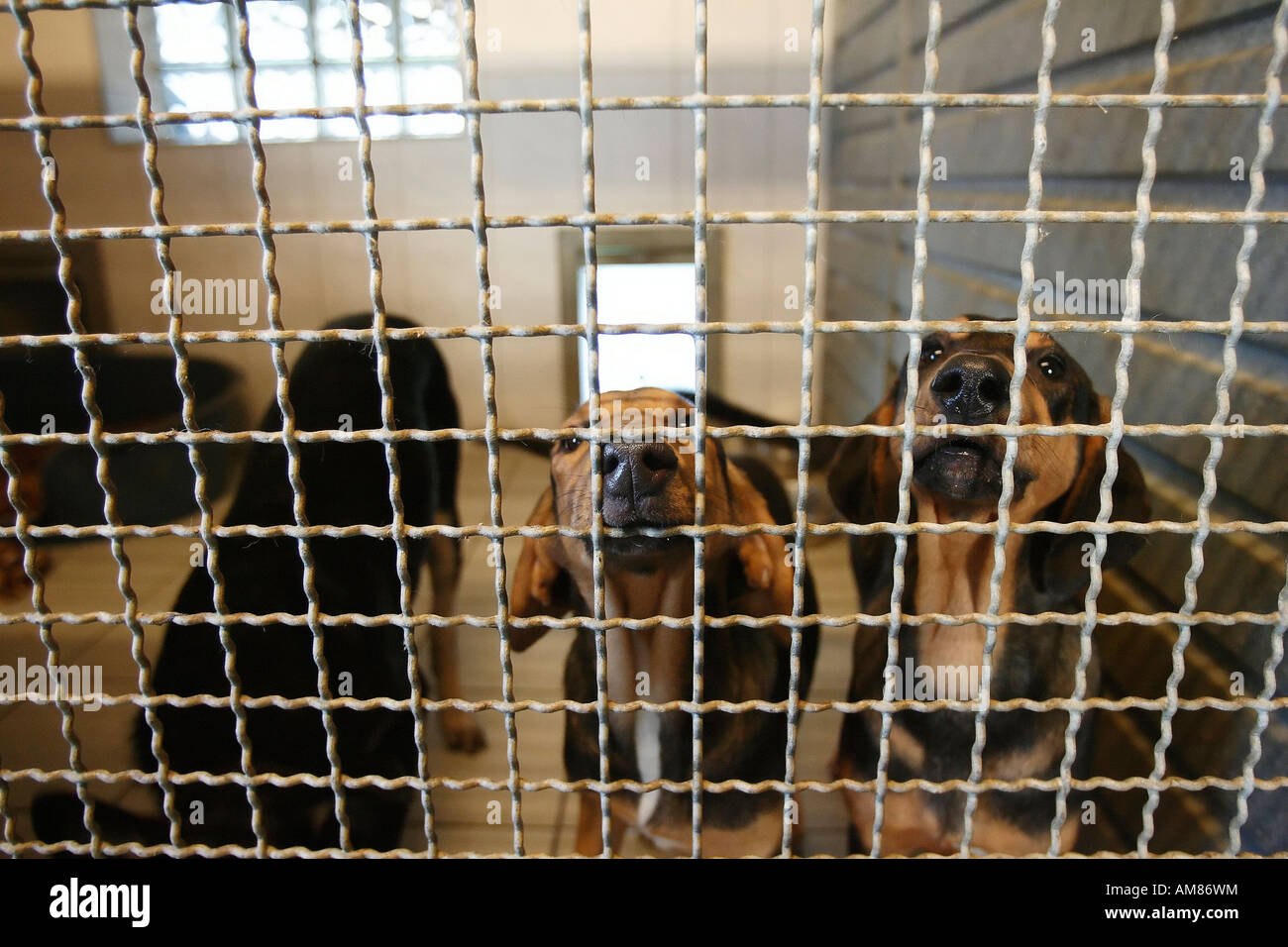 dog pounds in the area