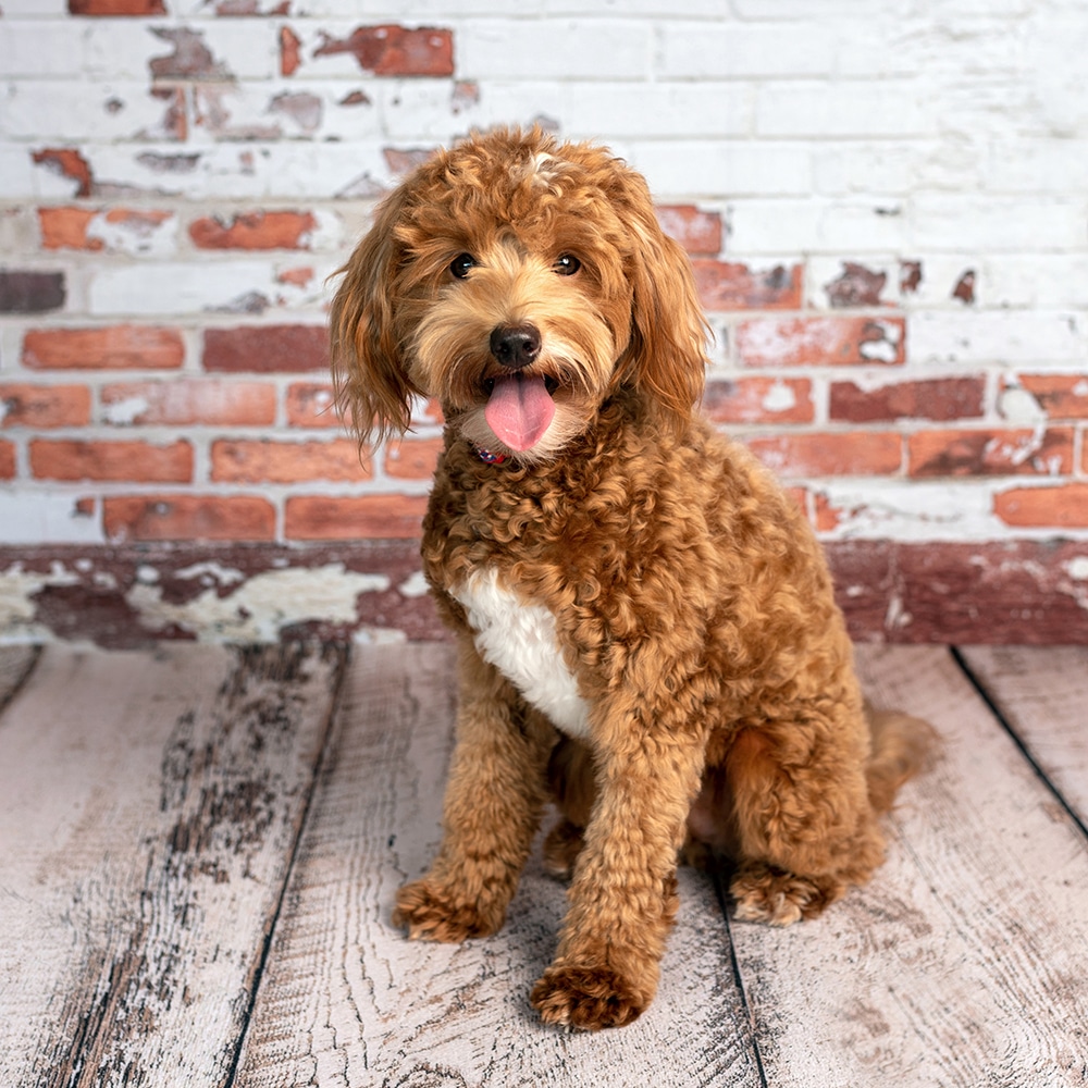 best food for a goldendoodle puppy