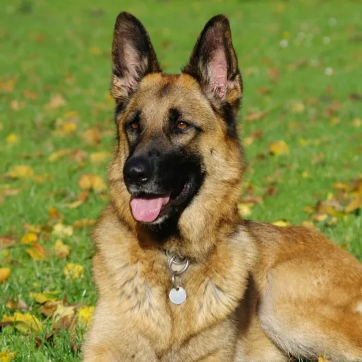 german shepherd dog cost in india