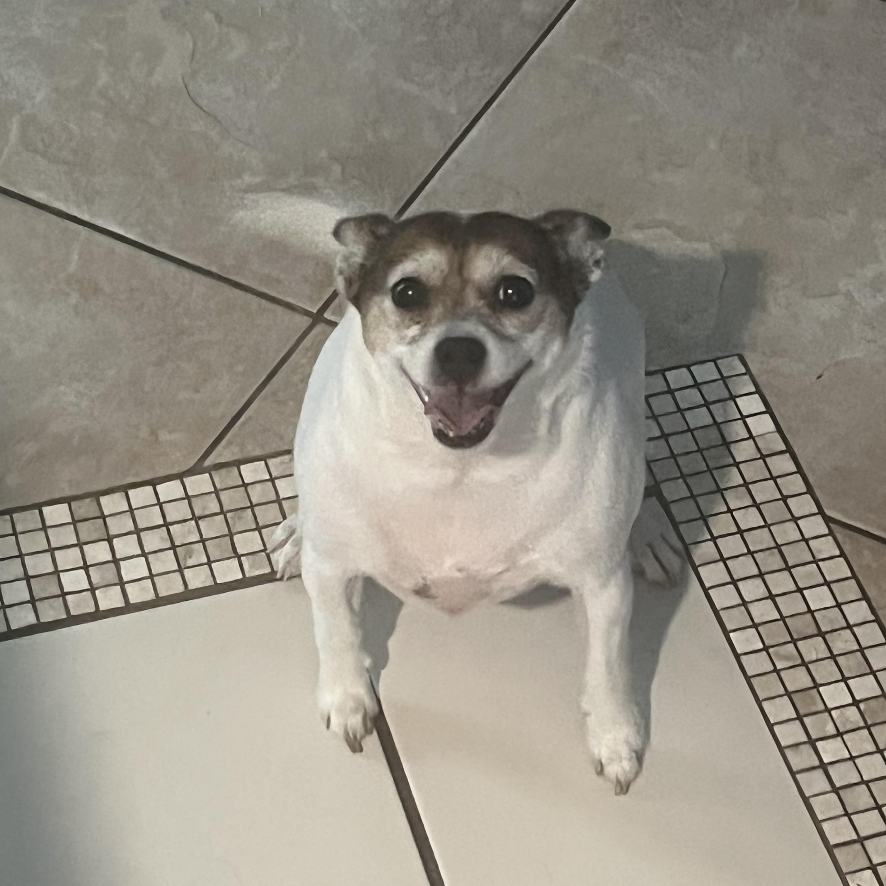 petfinder port st lucie