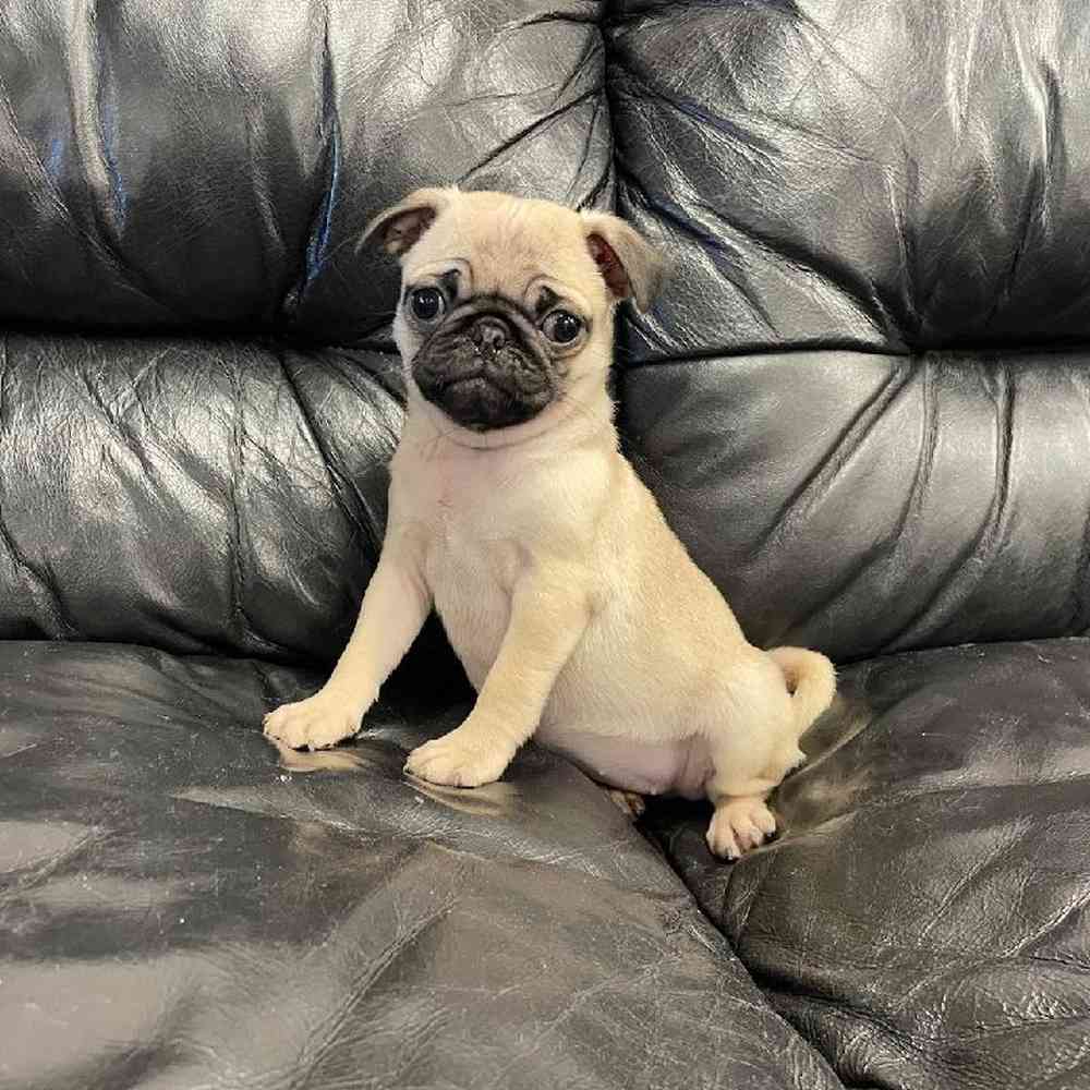 puppy pug for sale