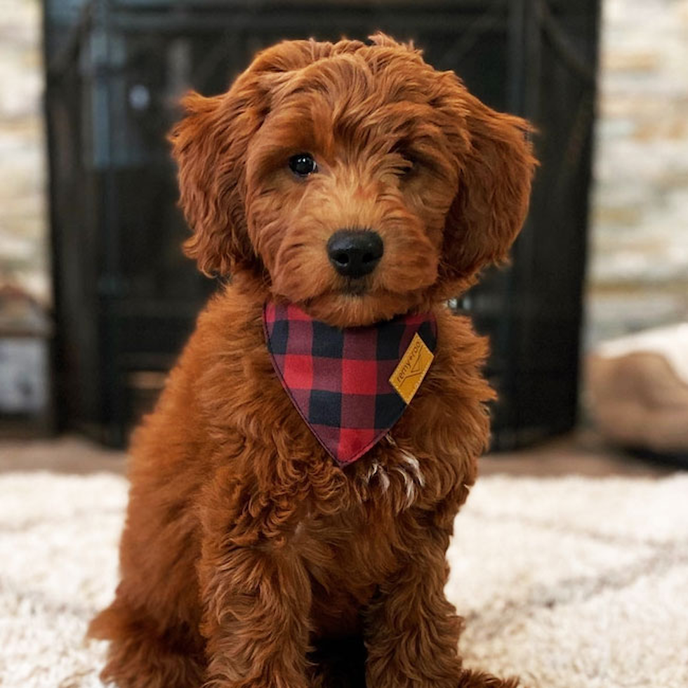 goldendoodle for sale indiana